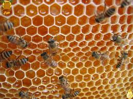 මී පැණි හා එහි ඖෂධ ගුණය Benefits of honey